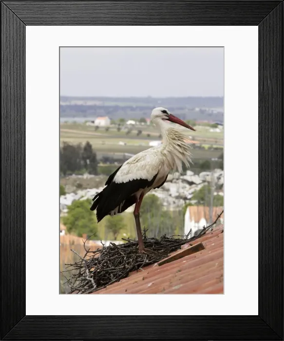 Framed Print : White Stork - at nest on roof top. Caceres - Extramadura - Spain Framed Print : White Stork - at nest on roof top. Caceres - Extramadura - Spain