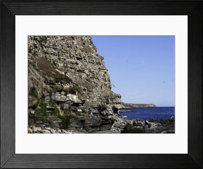 Framed Print : Black-legged Kittiwake - colony nesting on cliff edge. Varanger - Norway Framed Print : Black-legged Kittiwake - colony nesting on cliff edge. Varanger - Norway