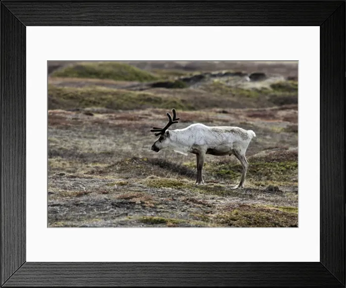 Framed Print : Reindeer / Caribou - domestic. Varanger fjord - Norway Framed Print : Reindeer / Caribou - domestic. Varanger fjord - Norway