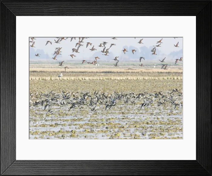 Framed Print : Black-tailed Godwit - in winter. Coto Donana National Park - Spain