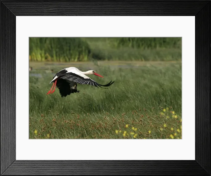 Framed Print : White Stork - flight. Aiguamolls National Park - Spain Framed Print : White Stork - flight. Aiguamolls National Park - Spain