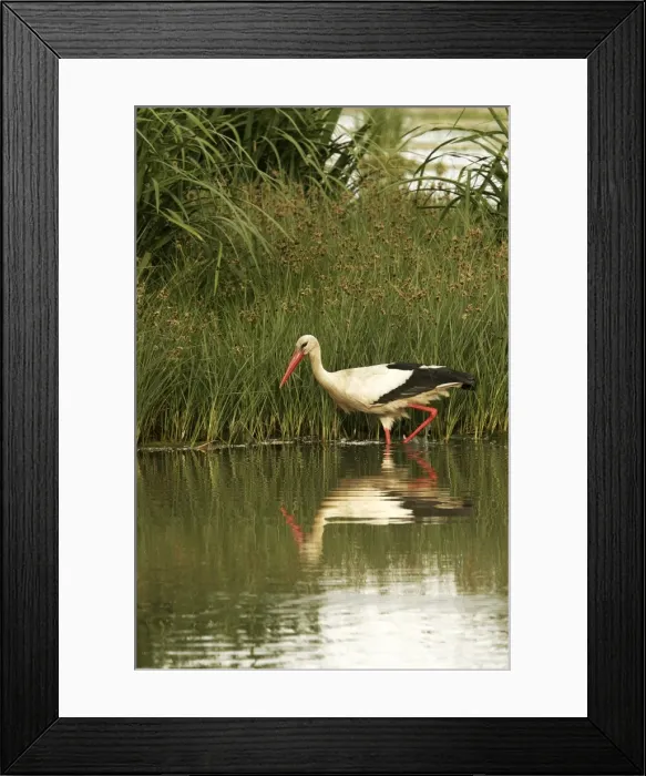 Framed Print : White Stork - in water. Aiguamolls National Park - Spain Framed Print : White Stork - in water. Aiguamolls National Park - Spain