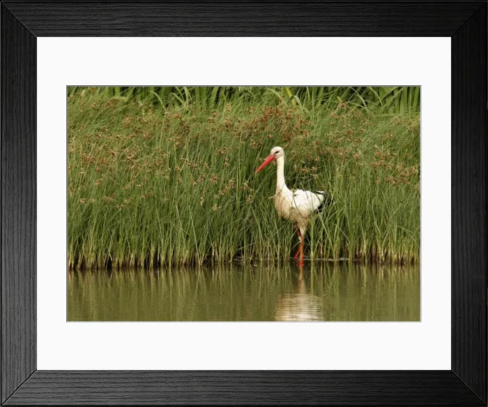 Framed Print : White Stork - in water. Aiguamolls National Park - Spain Framed Print : White Stork - in water. Aiguamolls National Park - Spain