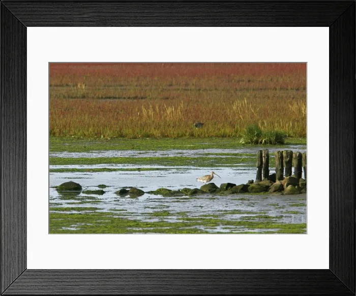 Framed Print : Curlew - during the migration. Husum - North Germany Framed Print : Curlew - during the migration. Husum - North Germany