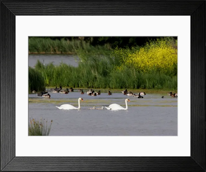 Framed Print : Mute Swans - family in water. Natural reserve of Aiguamolls, Spain Framed Print : Mute Swans - family in water. Natural reserve of Aiguamolls, Spain