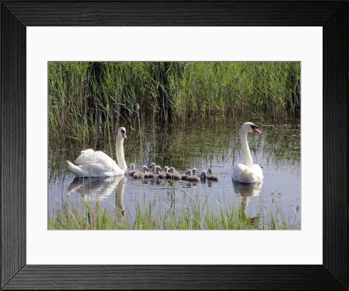 Framed Print : Mute Swans - family in water. Natural reserve of Aiguamolls Framed Print : Mute Swans - family in water. Natural reserve of Aiguamolls
