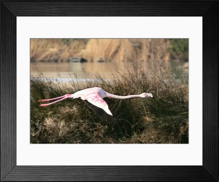 Framed Print : Greater Flamingo - in flight. El Rocio - Coto Donana National Park - Spain Framed Print : Greater Flamingo - in flight. El Rocio - Coto Donana National Park - Spain