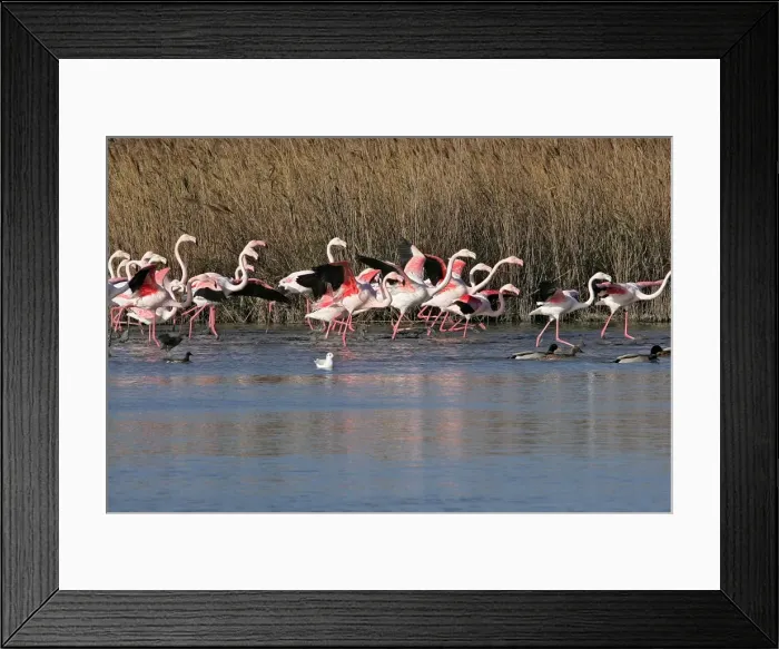 Framed Print : Greater Flamingo - group in water. El Rocio - Coto Donana National Park - Spain Framed Print : Greater Flamingo - group in water. El Rocio - Coto Donana National Park - Spain