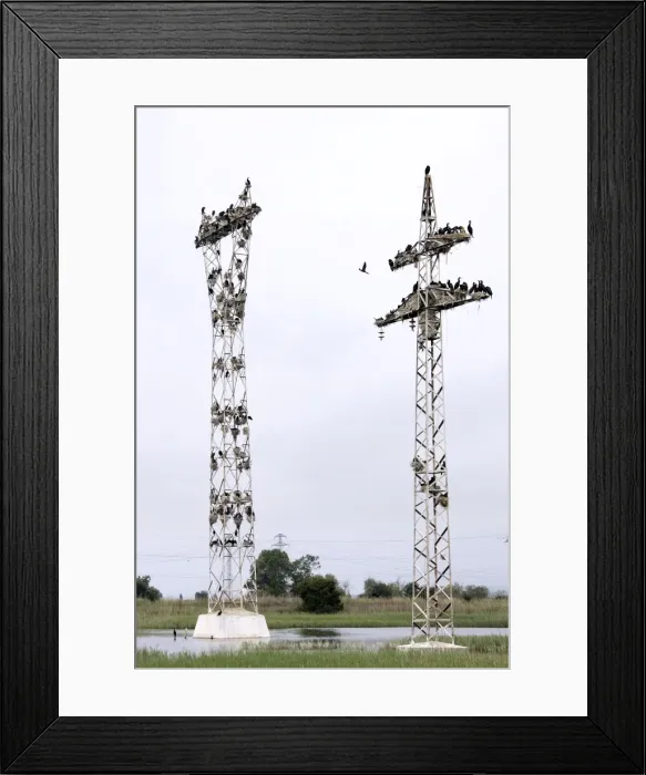 Framed Print : Cormorants - nesting on telegraph poles. Varna - Bulgaria Framed Print : Cormorants - nesting on telegraph poles. Varna - Bulgaria