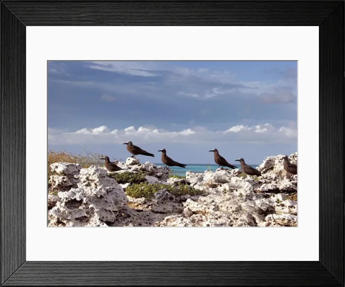 Framed Print : Brown Booby. Indian ocean - Ile du Lys - Iles Glorieuses - Iles Eparses Framed Print : Brown Booby. Indian ocean - Ile du Lys - Iles Glorieuses - Iles Eparses