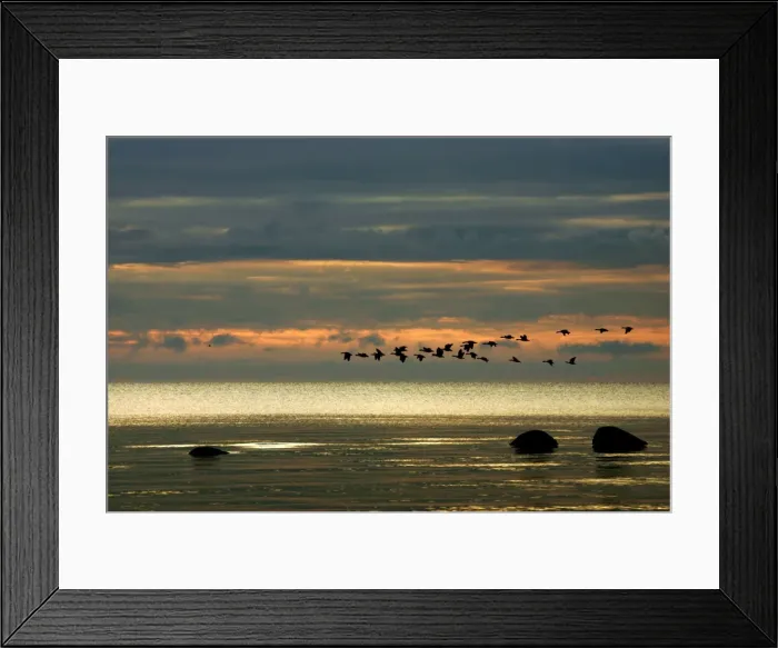 Framed Print : Greylag Goose - in flight - migration. Husum - North Germany Framed Print : Greylag Goose - in flight - migration. Husum - North Germany