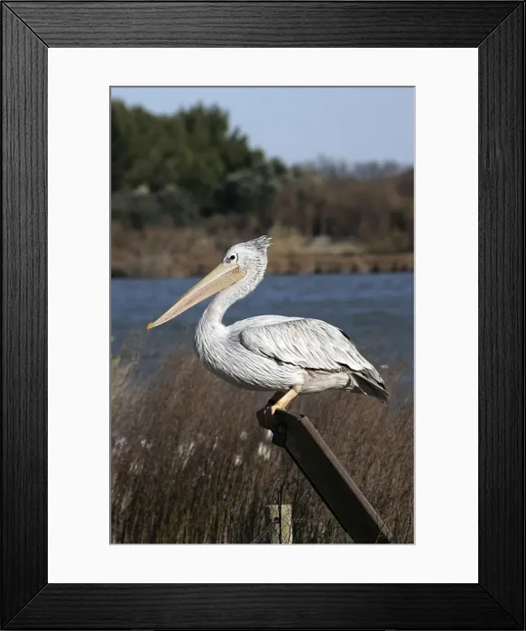 Framed Print : Pink-backed Pelican. Captive