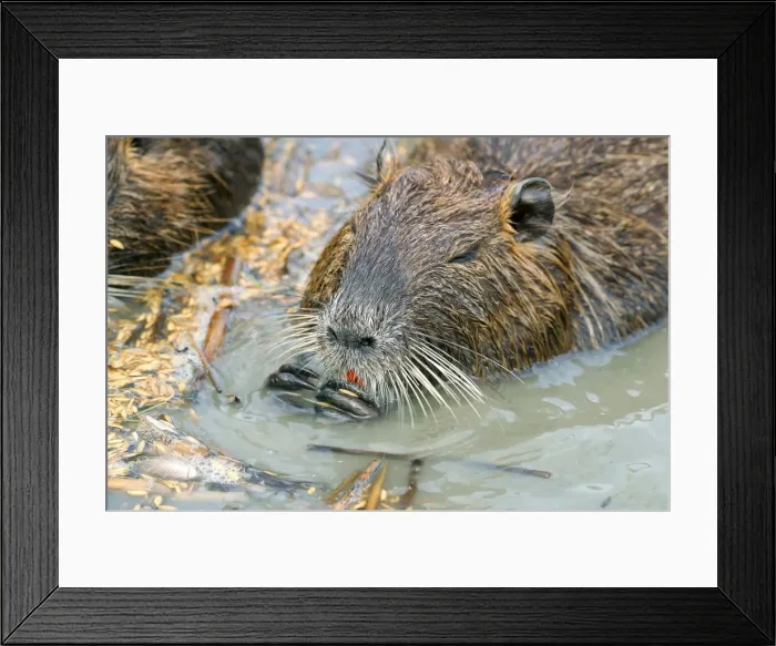 Framed Print : Nutria / Coypu. Pont de Gau Bird Park - Camargue - Provence - France Framed Print : Nutria / Coypu. Pont de Gau Bird Park - Camargue - Provence - France