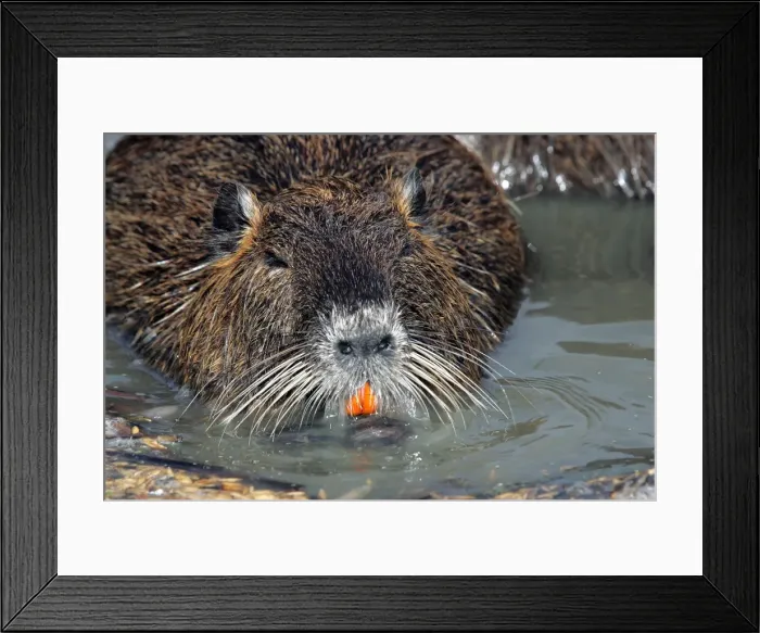 Framed Print : Nutria / Coypu. Pont de Gau Bird Park - Camargue - Provence - France Framed Print : Nutria / Coypu. Pont de Gau Bird Park - Camargue - Provence - France