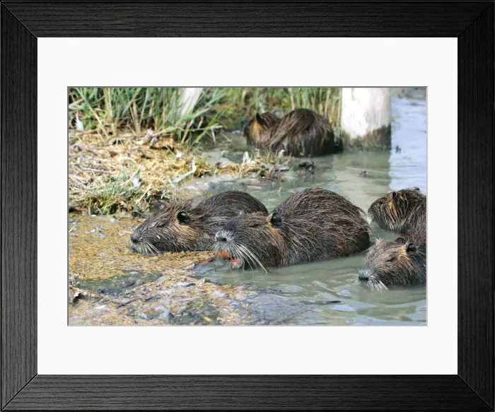 Framed Print : Nutria / Coypu - group. Pont de Gau Bird Park - Camargue - Provence - France Framed Print : Nutria / Coypu - group. Pont de Gau Bird Park - Camargue - Provence - France
