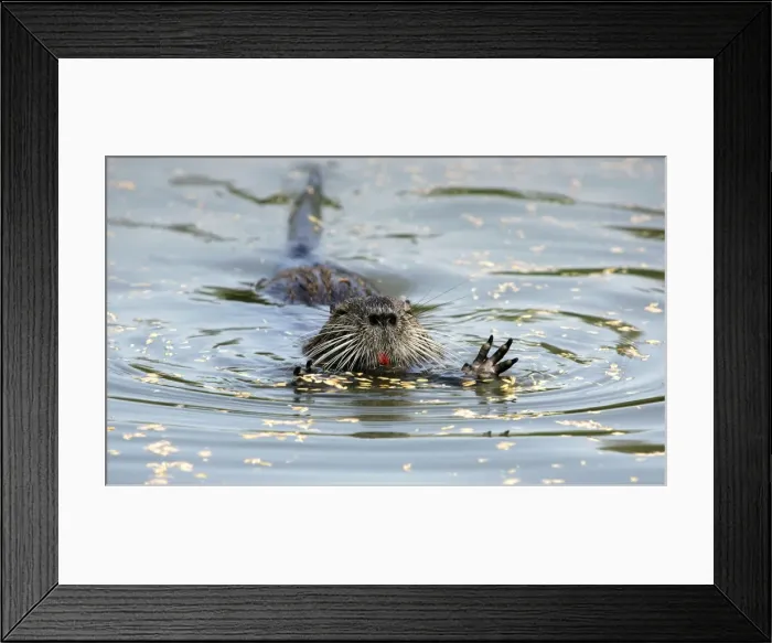 Framed Print : Nutria / Coypu - group. Pont de Gau Bird Park - Camargue - Provence - France Framed Print : Nutria / Coypu - group. Pont de Gau Bird Park - Camargue - Provence - France