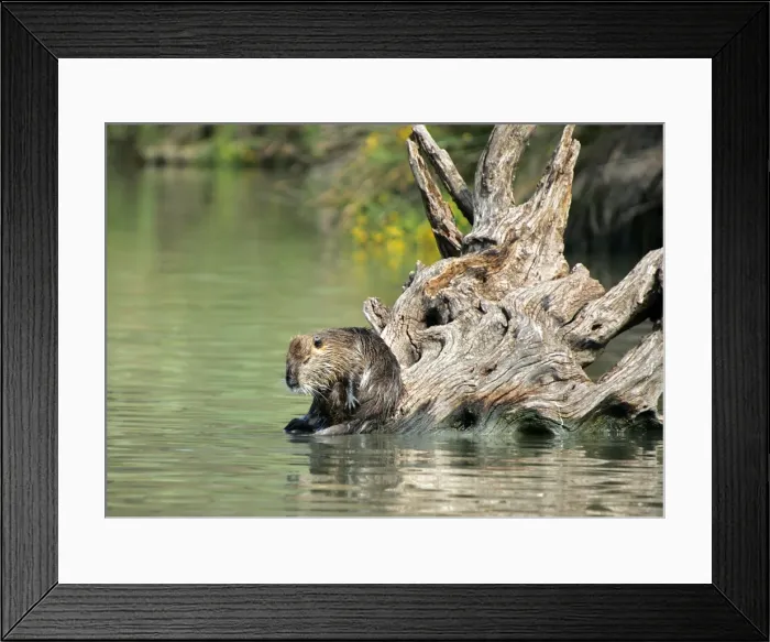 Framed Print : Nutria / Coypu - sitting by water. Pont de Gau Bird Park - Camargue - Provence - France Framed Print : Nutria / Coypu - sitting by water. Pont de Gau Bird Park - Camargue - Provence - France