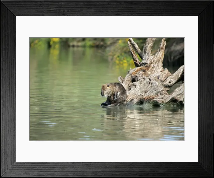 Framed Print : Nutria / Coypu - sitting by water. Pont de Gau Bird Park - Camargue - Provence - France Framed Print : Nutria / Coypu - sitting by water. Pont de Gau Bird Park - Camargue - Provence - France
