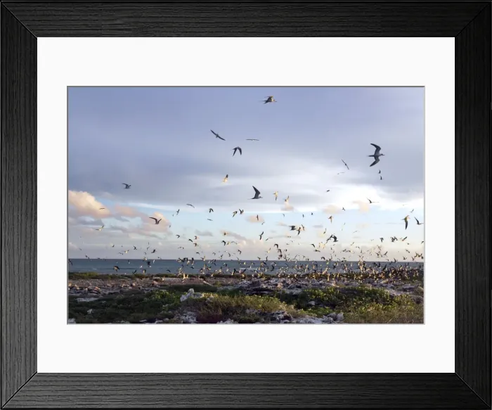 Framed Print : Sooty Tern - flock in flight. Ile du Lys - Iles Glorieuses - Iles Eparses - Indian ocean Framed Print : Sooty Tern - flock in flight. Ile du Lys - Iles Glorieuses - Iles Eparses - Indian ocean