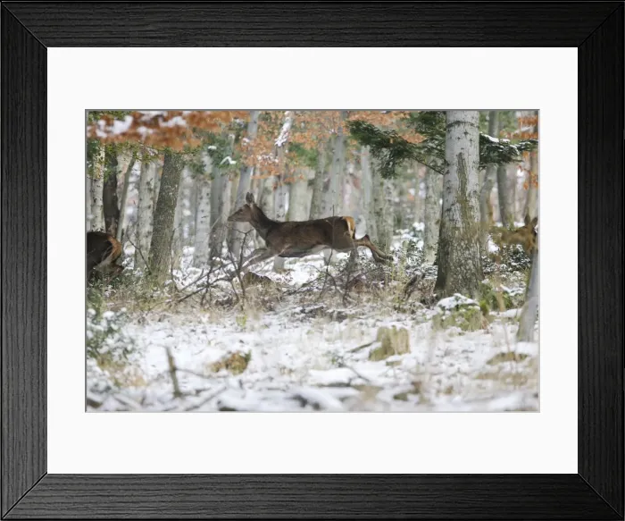 Framed Print : Red Deer - running through forest in snow. Alsace - France Framed Print : Red Deer - running through forest in snow. Alsace - France