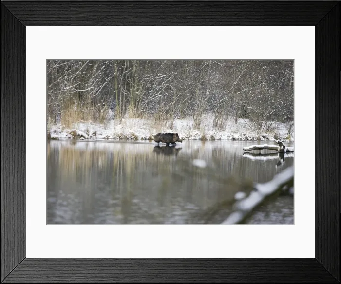 Framed Print : Wild Boar - swimming. Alsace - France Framed Print : Wild Boar - swimming. Alsace - France