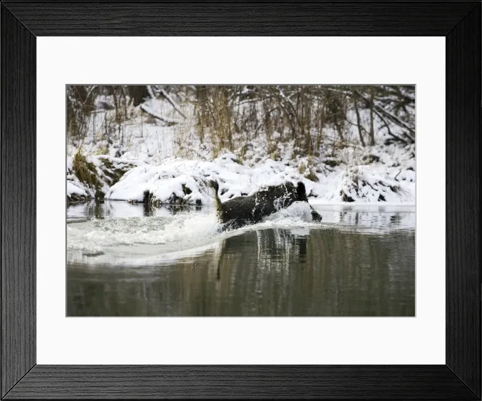 Framed Print : Wild Boar - swimming. Alsace - France Framed Print : Wild Boar - swimming. Alsace - France