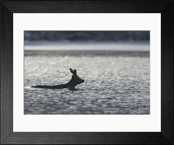 Framed Print : Roe Deer - swimming. Alsace - France Framed Print : Roe Deer - swimming. Alsace - France