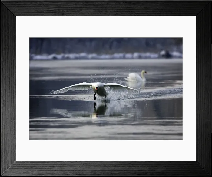 Framed Print : Mute Swan - taking off on water. Alsace - France