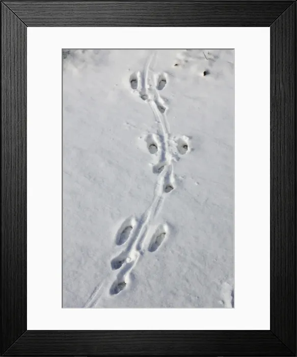 Framed Print : Brown Hare - footprints in the snow. Alsace - France Framed Print : Brown Hare - footprints in the snow. Alsace - France