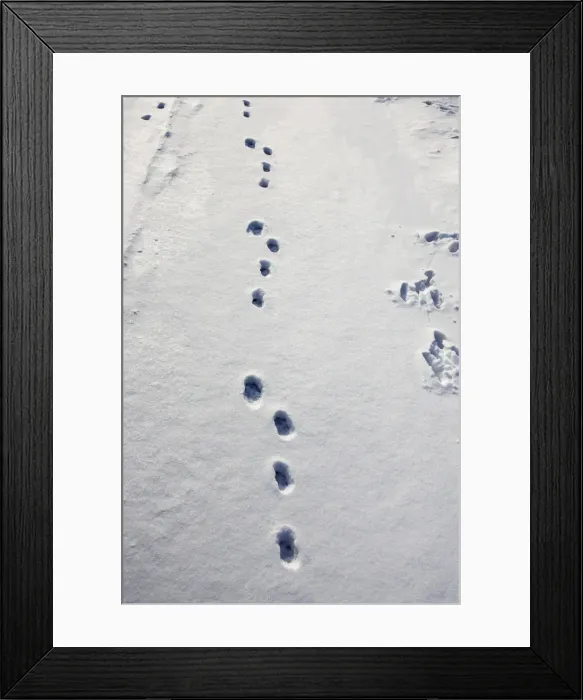 Framed Print : Brown Hare - footprints in the snow. Alsace - France Framed Print : Brown Hare - footprints in the snow. Alsace - France