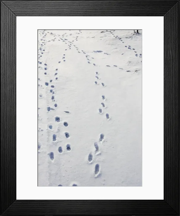 Framed Print : Brown Hare - footprints in the snow. Alsace - France Framed Print : Brown Hare - footprints in the snow. Alsace - France