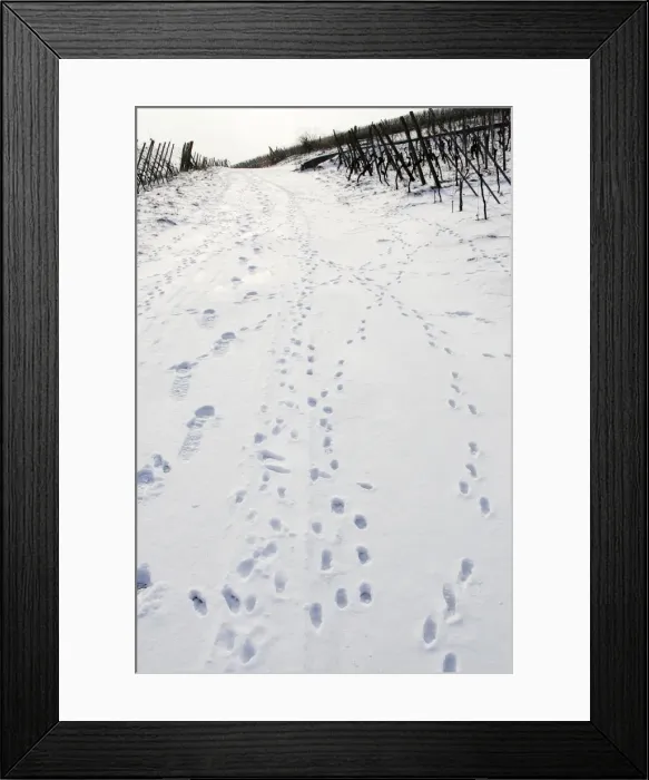 Framed Print : Brown Hare - footprints in the snow. Alsace - France Framed Print : Brown Hare - footprints in the snow. Alsace - France