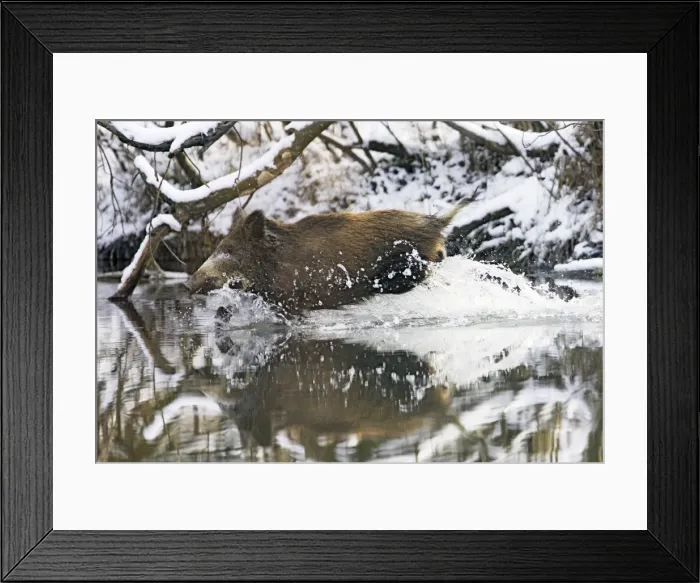Framed Print : Wild Boar - running into water. Alsace - France Framed Print : Wild Boar - running into water. Alsace - France