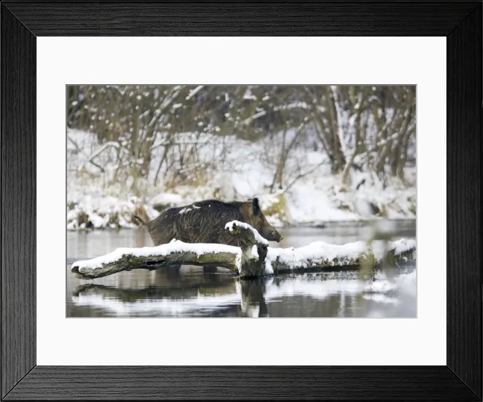 Framed Print : Wild Boar - in water. Alsace - France Framed Print : Wild Boar - in water. Alsace - France