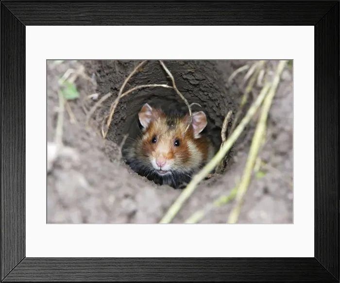 Framed Print : European / Black-bellied Hamster - in burrow. Alsace - France Framed Print : European / Black-bellied Hamster - in burrow. Alsace - France