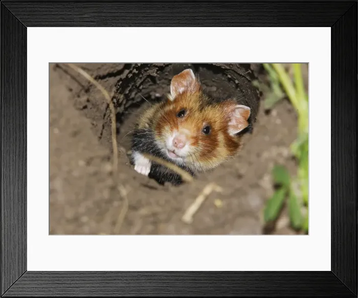 Framed Print : European / Black-bellied Hamster - in burrow. Alsace - France Framed Print : European / Black-bellied Hamster - in burrow. Alsace - France
