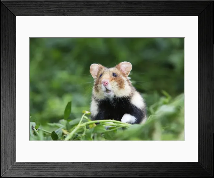 Framed Print : European / Black-bellied Hamster. Alsace - France Framed Print : European / Black-bellied Hamster. Alsace - France