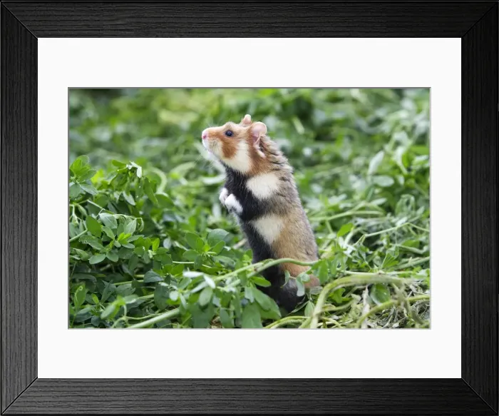 Framed Print : European / Black-bellied Hamster. Alsace - France Framed Print : European / Black-bellied Hamster. Alsace - France