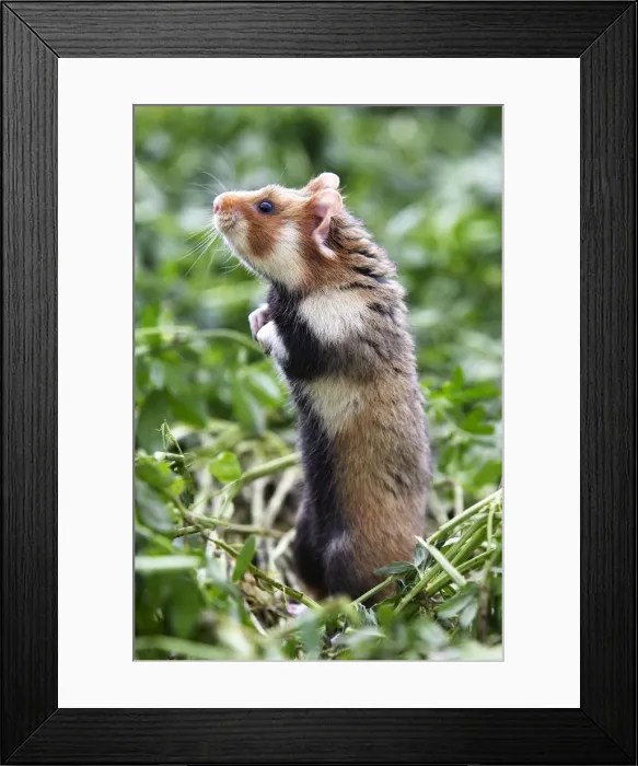 Framed Print : European / Black-bellied Hamster - on hind legs. Alsace - France Framed Print : European / Black-bellied Hamster - on hind legs. Alsace - France