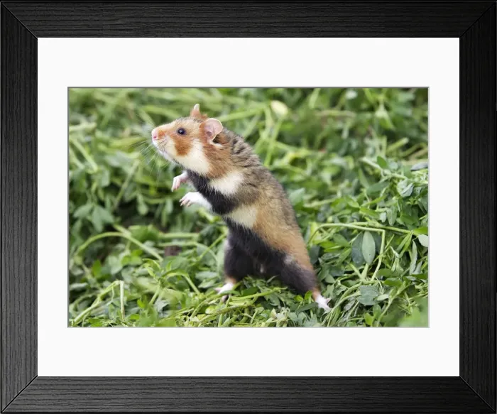 Framed Print : European / Black-bellied Hamster - on hind legs. Alsace - France Framed Print : European / Black-bellied Hamster - on hind legs. Alsace - France
