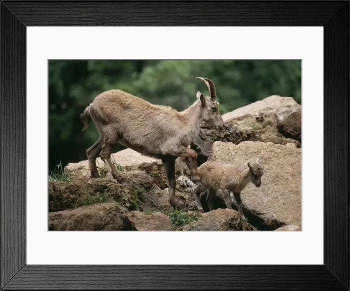 Framed Print : Alpine Ibex with Kid Framed Print : Alpine Ibex with Kid