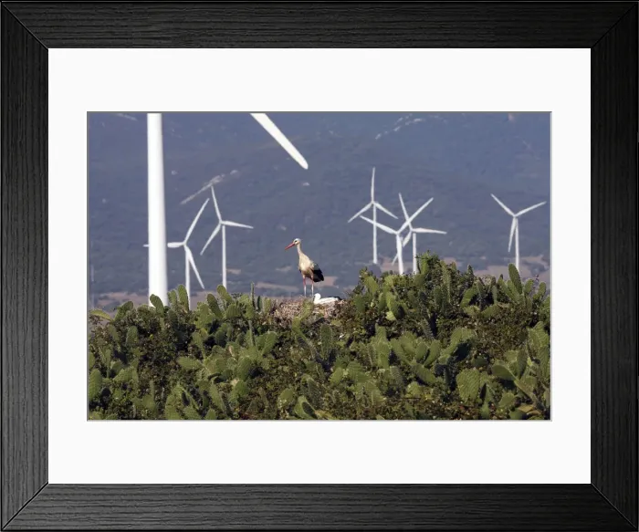 Framed Print : White Stork - at nest with wind turbines behind at wind farm near Tarifa - Spain Framed Print : White Stork - at nest with wind turbines behind at wind farm near Tarifa - Spain