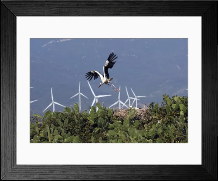 Framed Print : White Stork - in flight with wind turbines behind at wind farm near Tarifa - Spain Framed Print : White Stork - in flight with wind turbines behind at wind farm near Tarifa - Spain