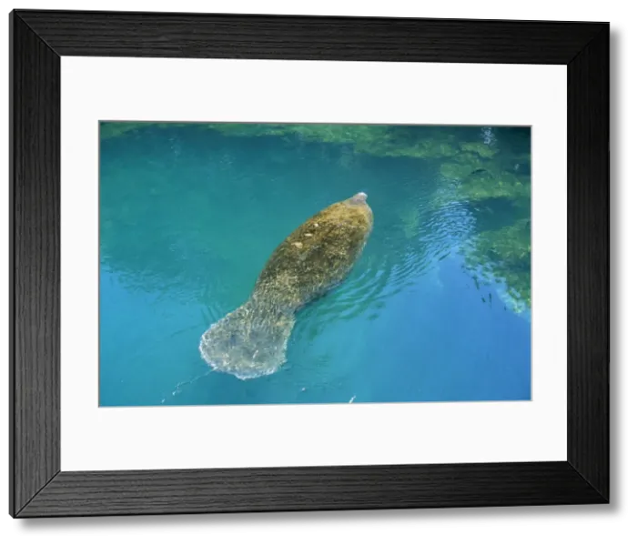 Framed Print : Manatee Homosassa Springs Florida Framed Print : Manatee Homosassa Springs Florida