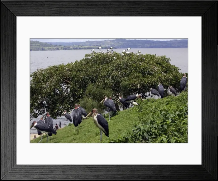 Framed Print : Marabou Stork Awassa Ethiopia Framed Print : Marabou Stork Awassa Ethiopia