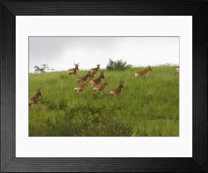 Framed Print : Swayne's Hartebeest Species specific to Somali and Ethiopia Framed Print : Swayne's Hartebeest Species specific to Somali and Ethiopia