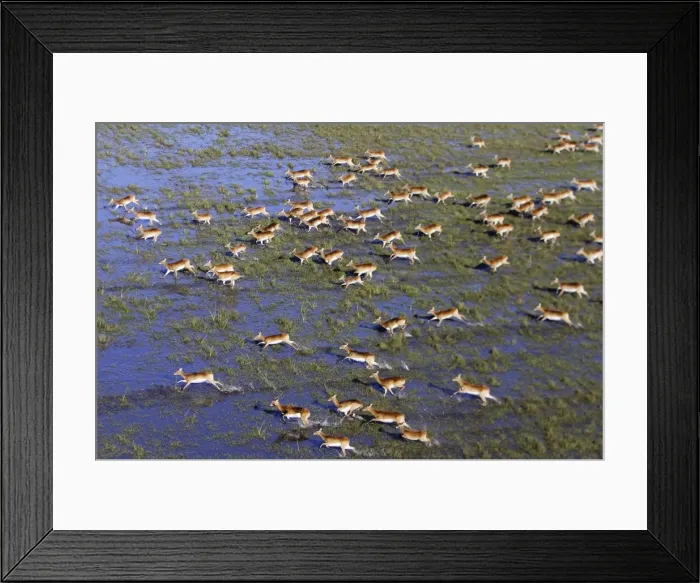 Framed Print : Black Lechwe Zambia Africa Framed Print : Black Lechwe Zambia Africa