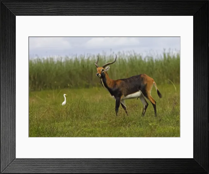 Framed Print : Black Lechwe Zambia Africa Framed Print : Black Lechwe Zambia Africa