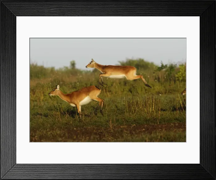 Framed Print : Black Lechwe Zambia Africa Framed Print : Black Lechwe Zambia Africa