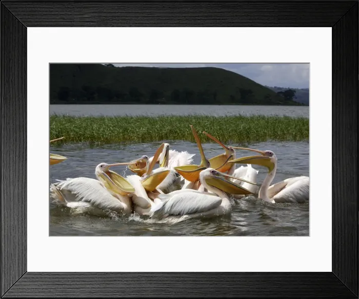 Framed Print : White Pelican Awassa Ethiopia Framed Print : White Pelican Awassa Ethiopia